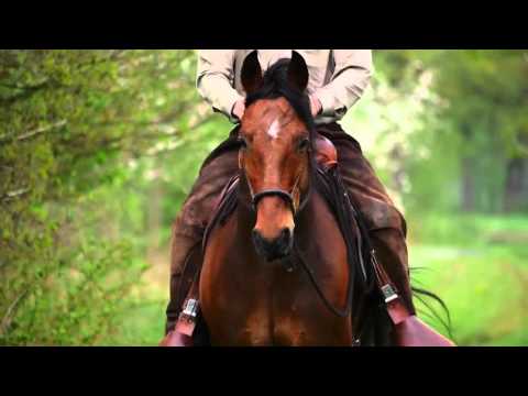 Bosal - mit Leichtigkeit und Eleganz gebisslos reiten